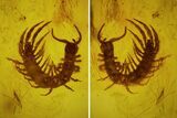 mm Fossil Centipede (Geophilomorpha) In Baltic Amber #123311-2
